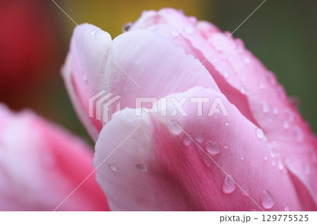 「花壇の花」の代表格であるチューリップ 129775525