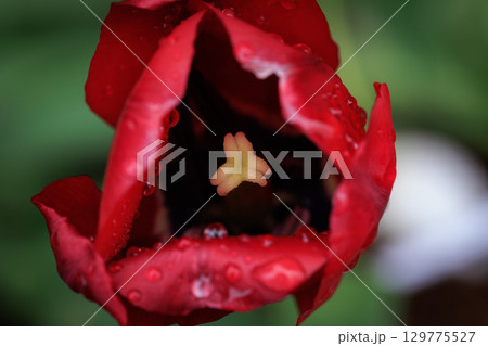 「花壇の花」の代表格であるチューリップ 129775527