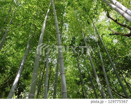 大高蝕知公園の竹林 129775567