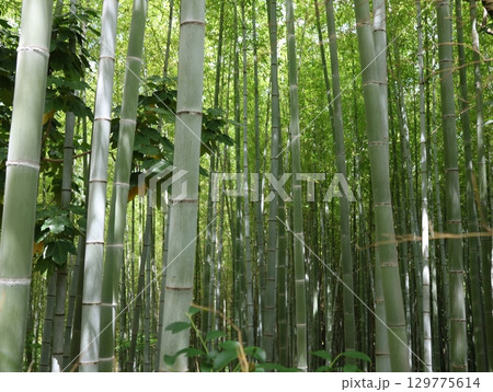 大高蝕知公園の竹林 129775614