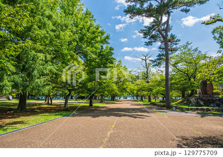 夏の膳所城跡公園　滋賀県大津市 129775709