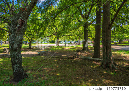 夏の膳所城跡公園　滋賀県大津市 129775710