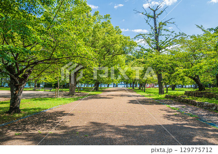 夏の膳所城跡公園　滋賀県大津市 129775712
