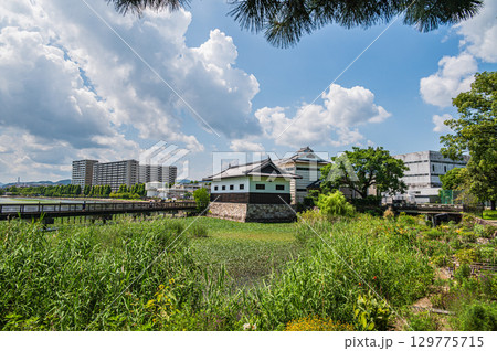 夏の膳所城跡公園 滋賀県大津市 夏の膳所城跡公園 滋賀県大津市 129775715
