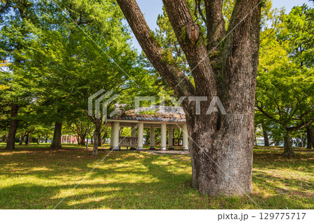 夏の膳所城跡公園 滋賀県大津市 夏の膳所城跡公園 滋賀県大津市 129775717
