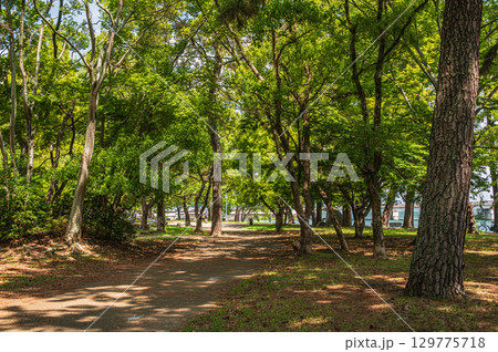 夏の膳所城跡公園 滋賀県大津市 夏の膳所城跡公園 滋賀県大津市 129775718