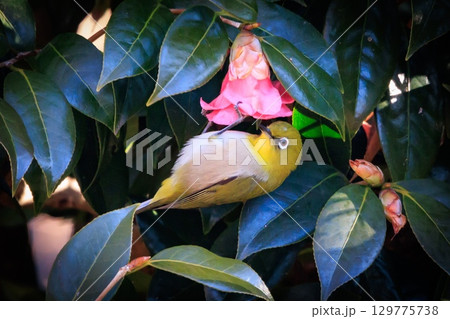 ウグイスと間違われる緑色の綺麗な体と白い眼鏡が特徴の鳥メジロ 129775738