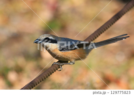 はやにえで有名なモズ 129775823