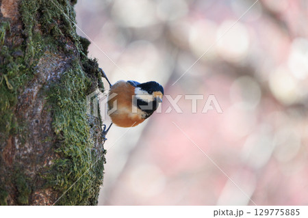 鳴き真似や芸をこなす器用な鳥 ヤマガラ 129775885