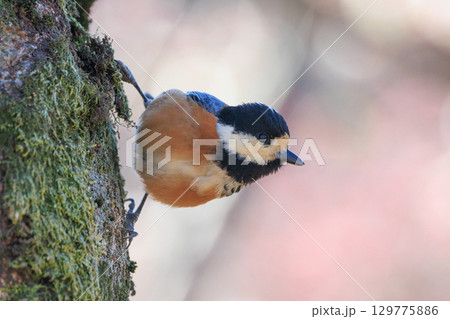 鳴き真似や芸をこなす器用な鳥 ヤマガラ 129775886