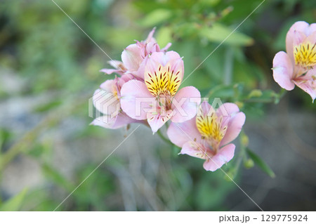 風に揺れるアルストロメリア 風に揺れるアルストロメリア 129775924