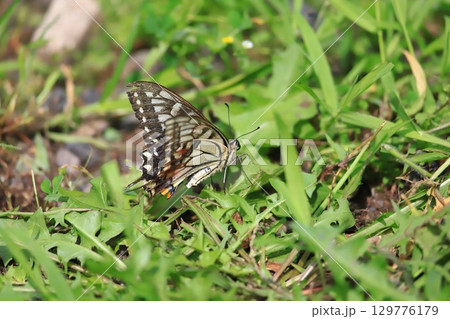 雑草の上に止まるアゲハチョウ 129776179