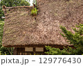 雨に濡れた茅葺き屋根に生える草 – 白川郷の夏の風景 129776430