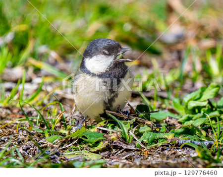 地面を歩くシジュウカラ 129776460