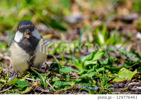 地面を歩くシジュウカラ・コピースペース 129776461