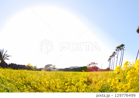 [愛知県]田原市伊良湖菜の花ガーデン 129776499
