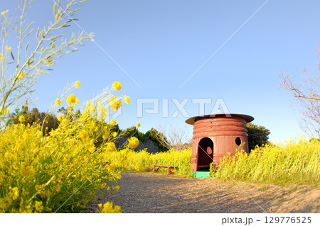[愛知県]田原市伊良湖菜の花ガーデン 129776525