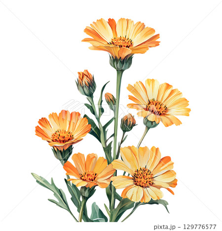Vibrant Calendula Flowers A Botanical Illustration On Transparent Background Vibrant Calendula Flowers A Botanical Illustration On Transparent Background 129776577