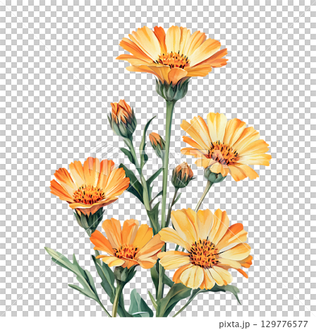 Vibrant Calendula Flowers A Botanical Illustration On Transparent Background Vibrant Calendula Flowers A Botanical Illustration On Transparent Background 129776577