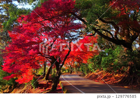 奈良公園の紅葉 奈良公園の紅葉 129776585