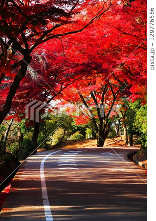 奈良公園の紅葉 奈良公園の紅葉 129776586