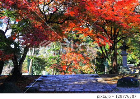 奈良公園の紅葉 奈良公園の紅葉 129776587