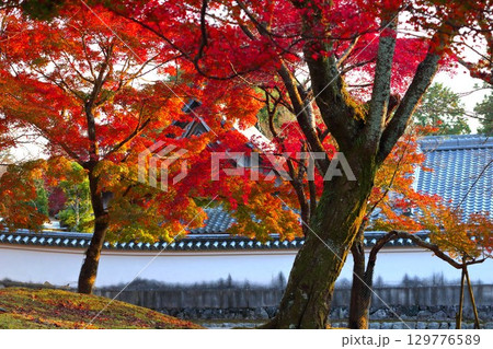 奈良公園の紅葉 奈良公園の紅葉 129776589