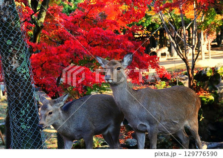 鹿と紅葉 鹿と紅葉 129776590
