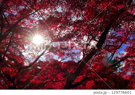 見上げた紅葉 129776601