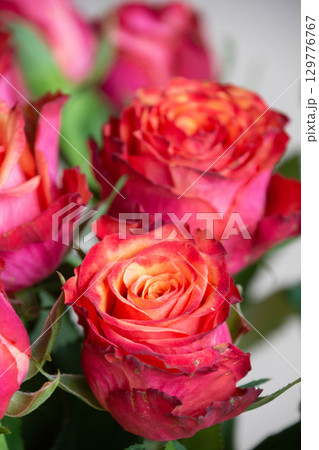 グラデーションカラーのバラ 129776767