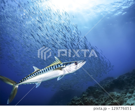 海中を泳ぐサバの群れのイメージ素材 海中を泳ぐサバの群れのイメージ素材 129776851