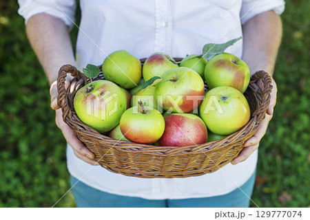 Apples harvest 129777074