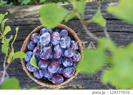 Plums harvest 129777076