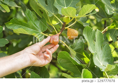 Figs fruit picking 129777078