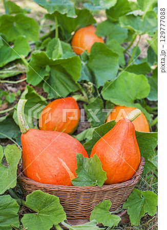 Hokkaido pumpkin red kuri squash Hokkaido pumpkin red kuri squash 129777088