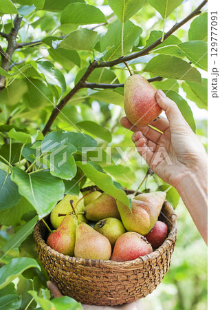 Pear harvest 129777091