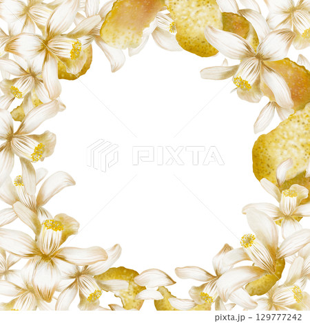 Square frame of blooming white lemon tree flowers,peel,zest spirals and curls-fragrant garnish for menu,refreshing cocktails fresh,for recipes,bars,food.Watercolor illustration isolated on white 129777242
