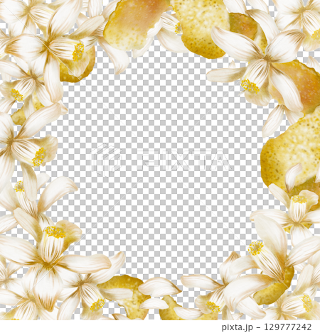 Square frame of blooming white lemon tree flowers,peel,zest spirals and curls-fragrant garnish for menu,refreshing cocktails fresh,for recipes,bars,food.Watercolor illustration isolated on white 129777242