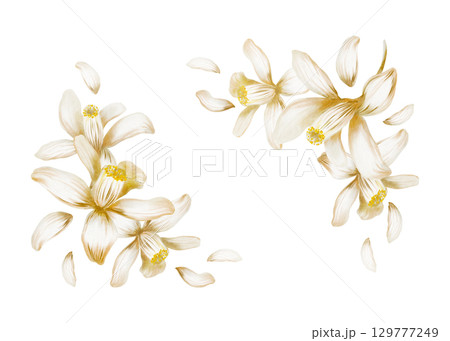 Corner frame of blooming white lemon tree flowers as a symbol of purity and renewal,sunny southern vibes,relaxing holiday mood.Hand-painted illustration in watercolor isolated on white Corner frame of blooming white lemon tree flowers as a symbol of purity and renewal,sunny southern vibes,relaxing holiday mood.Hand-painted illustration in watercolor isolated on white 129777249