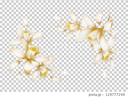 Corner frame of blooming white lemon tree flowers as a symbol of purity and renewal,sunny southern vibes,relaxing holiday mood.Hand-painted illustration in watercolor isolated on white 129777249