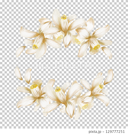 Blooming white lemon tree flowers in semi-circular frame as a symbol of purity and renewal,sunny southern vibes,relaxing holiday mood-hand-painted illustration in watercolor isolated on white Blooming white lemon tree flowers in semi-circular frame as a symbol of purity and renewal,sunny southern vibes,relaxing holiday mood-hand-painted illustration in watercolor isolated on white 129777251