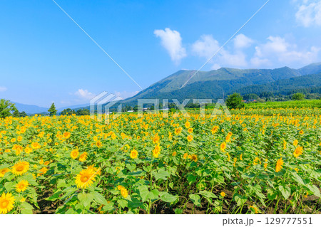 一心行のヒマワリ畑 熊本県阿蘇郡 一心行のヒマワリ畑 熊本県阿蘇郡 129777551