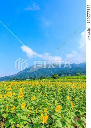 一心行のヒマワリ畑　熊本県阿蘇郡 129777553