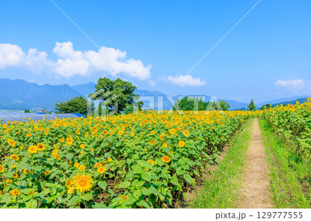 一心行のヒマワリ畑　熊本県阿蘇郡 129777555