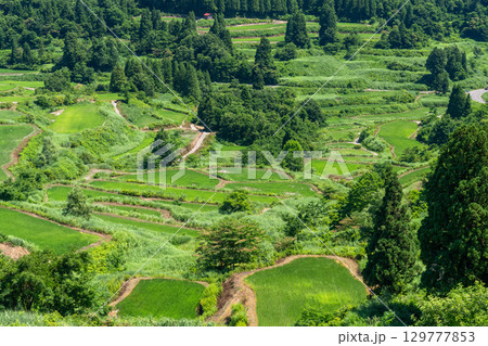 《新潟県》星峠の棚田・夏の田園風景 《新潟県》星峠の棚田・夏の田園風景 129777853