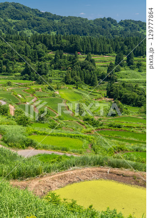《新潟県》星峠の棚田・夏の田園風景 《新潟県》星峠の棚田・夏の田園風景 129777864