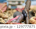 コクワガタ 129777875