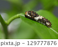 アゲハ蝶　幼虫　（生まれて4日目） 129777876