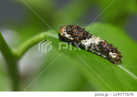 アゲハ蝶　幼虫　（生まれて4日目） 129777876