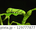 アゲハ幼虫　5齢 129777877